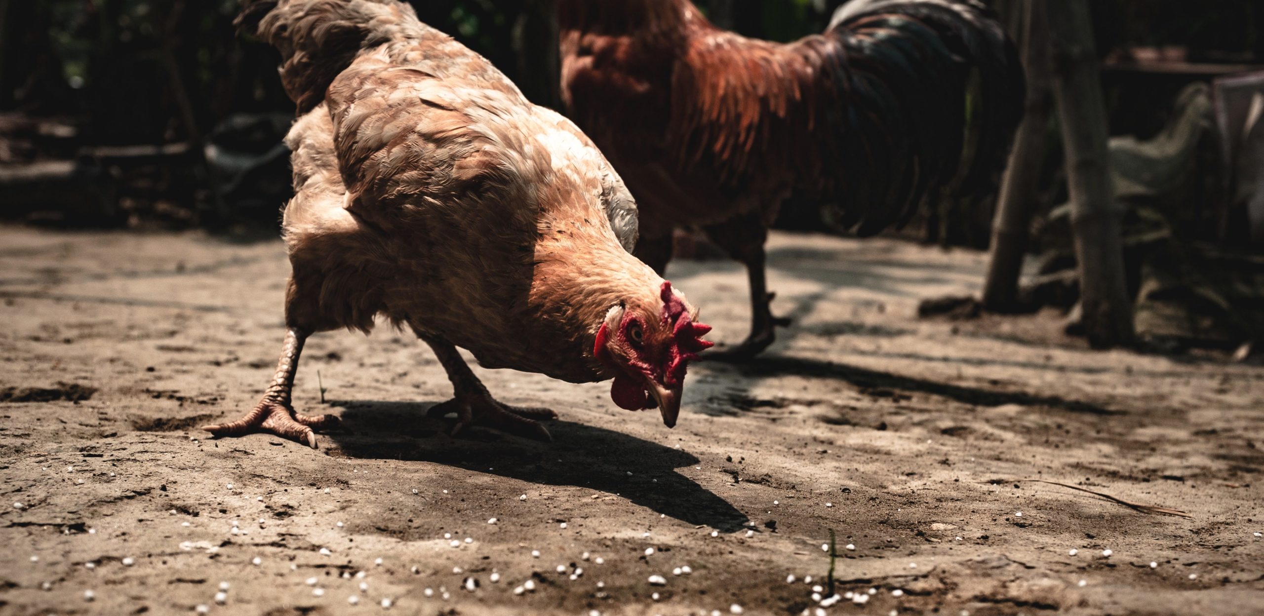 volailles fermières